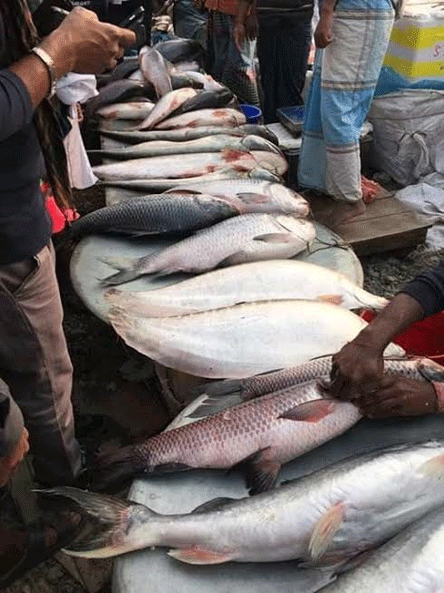 করোনার কারণে হচ্ছে না শেরপুরের মাছের মেলা