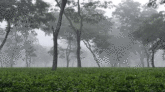 দেশের সর্বনিম্ন তাপমাত্রা শ্রীমঙ্গল