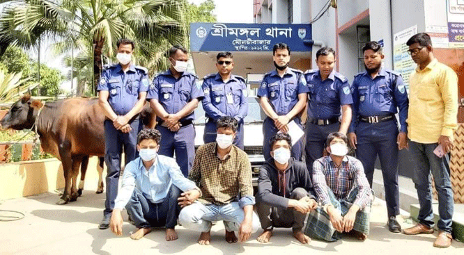 শ্রীমঙ্গলে ৮ চোরাই গরুসহ গ্রেপ্তার ৪