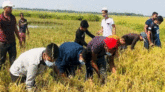 বড়লেখায় কৃষকের ধান কেটে দিলো ছাত্রলীগ