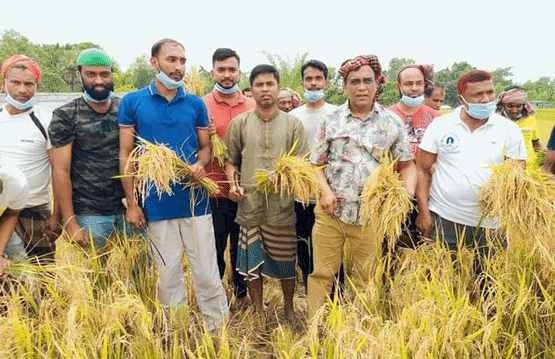 কমলগঞ্জে কৃষকের জমির পাকা ধান কেটে দিল উপজেলা যুবলীগ