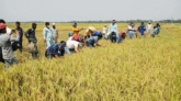 বড়লেখায় পাঁচ কৃষকের ধান কেটে দিলো যুবলীগ
