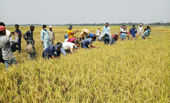 বড়লেখায় পাঁচ কৃষকের ধান কেটে দিলো যুবলীগ