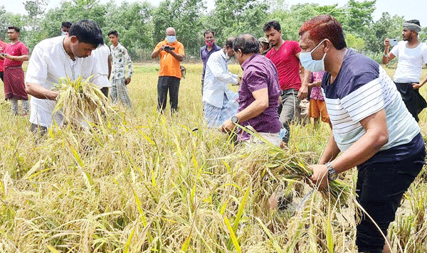 কমলগঞ্জে ২য় দিনেও কৃষকের ধান কাটলেন যুবলীগের নেতাকর্মীরা