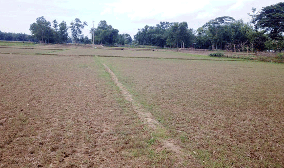 কমলগঞ্জে অনাবৃষ্টিতে আউশ চাষাবাদ ব্যাহত, শঙ্কায় কৃষকরা