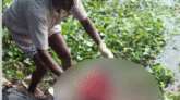 ক্ষেতে মিললো গলিত পা, বাঁশঝাড়ে হাতের অংশ