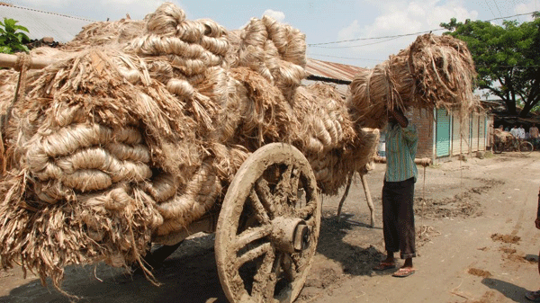 কাঁচা পাট: নানা সময়ে নেওয়া সিদ্ধান্তে কার লাভ?