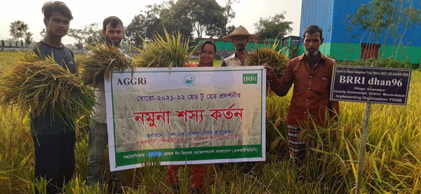 শ্রীমঙ্গলে এফআইভিডিবি-ইরি-এগ্রি প্রকল্পের বোরো ধান কর্তন